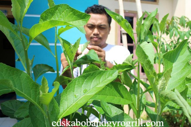 Benarkah Daun Insulin Ampuh Mengatasi Diabetes?